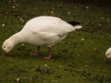IMG 6649 : 2016, Northern Ireland, WWC Castle Espie
