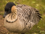 IMG 6651 : 2016, Northern Ireland, WWC Castle Espie