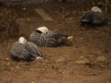 IMG 6652 : 2016, Northern Ireland, WWC Castle Espie