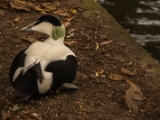 IMG 6655 : 2016, Northern Ireland, WWC Castle Espie