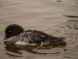 IMG 6665 : 2016, Northern Ireland, WWC Castle Espie