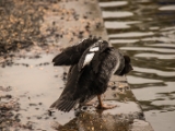 IMG 6667 : 2016, Northern Ireland, WWC Castle Espie