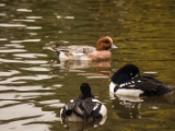 IMG 6668 : 2016, Northern Ireland, WWC Castle Espie