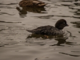 IMG 6669 : 2016, Northern Ireland, WWC Castle Espie