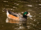 IMG 6670 : 2016, Northern Ireland, WWC Castle Espie
