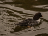IMG 6671 : 2016, Northern Ireland, WWC Castle Espie