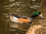 IMG 6672 : 2016, Northern Ireland, WWC Castle Espie