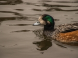 IMG 6673 : 2016, Northern Ireland, WWC Castle Espie