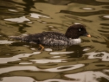 IMG 6674 : 2016, Northern Ireland, WWC Castle Espie