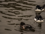 IMG 6676 : 2016, Northern Ireland, WWC Castle Espie