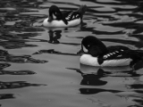 IMG 6677 : 2016, Northern Ireland, WWC Castle Espie