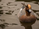 IMG 6678 : 2016, Northern Ireland, WWC Castle Espie