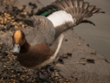 IMG 6681 : 2016, Northern Ireland, WWC Castle Espie