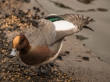 IMG 6682 : 2016, Northern Ireland, WWC Castle Espie