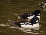IMG 6686 : 2016, Northern Ireland, WWC Castle Espie