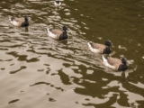 IMG 6688 : 2016, Northern Ireland, WWC Castle Espie