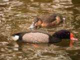 IMG 6691 : 2016, Northern Ireland, WWC Castle Espie