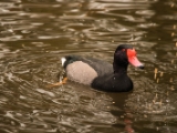 IMG 6693 : 2016, Northern Ireland, WWC Castle Espie