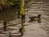 IMG 6694 : 2016, Northern Ireland, WWC Castle Espie