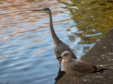 IMG 6818 : 2016, Dublin, Ireland