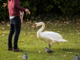 IMG 6827 : 2016, Dublin, Ireland