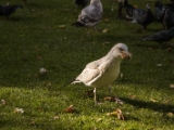 IMG 6837 : 2016, Dublin, Ireland