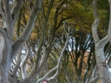 IMG 5470 : 2016, Northern Ireland, The Dark Hedges