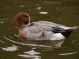IMG 6536 : 2016, Northern Ireland, WWC Castle Espie