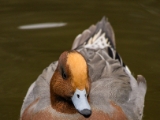 IMG 6539 : 2016, Northern Ireland, WWC Castle Espie