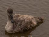 IMG 6582 : 2016, Northern Ireland, WWC Castle Espie