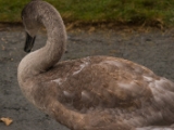 IMG 6588 : 2016, Northern Ireland, WWC Castle Espie