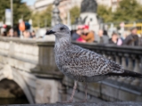 IMG 6760 : 2016, Dublin, Ireland
