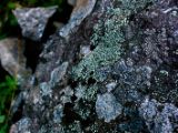 IMG 6121