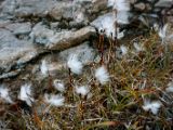 IMG 6181