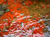IMG 6575