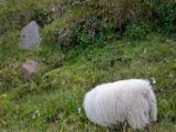 IMG 6733