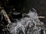 IMG 7088