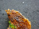 IMG 7165