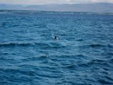 IMG 7184