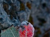 IMG 7313