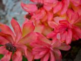 IMG 7962