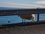 IMG 8085