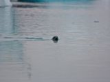 IMG 8487