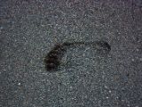 IMG 8785