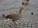 IMG 9429