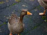 IMG 9433