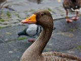 IMG 9435