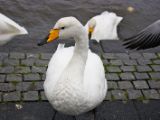 IMG 9441