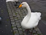 IMG 9447