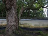 20130806-IMG 1087 : Japan, Kyoto, Shrine, Temple